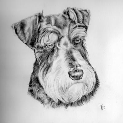 Jasper dog