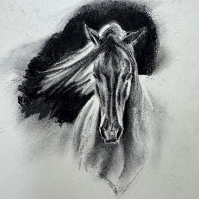 Charcoal horse study