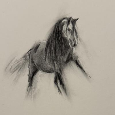 Welsh Pony study